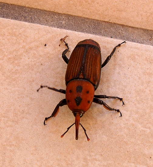 PICT2297 small BEETLE.jpg - 252108 Bytes